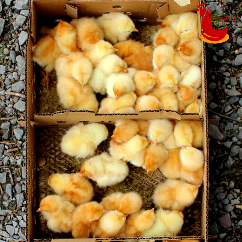 DAY-OLD CHICKS