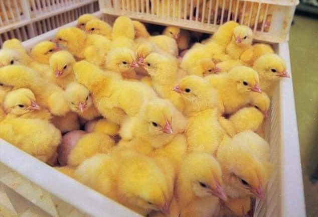 DAY-OLD CHICKS